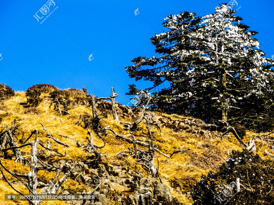 星空综合股份(中国)