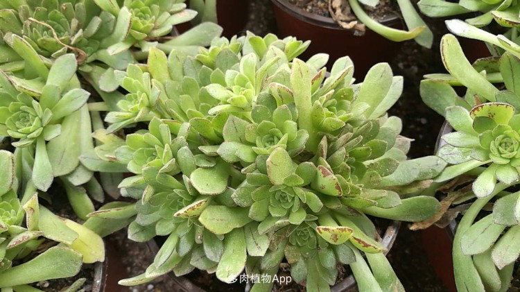 绅士必备！《女武神驱动:比丘尼》今夏登陆PC“星空综合股份(中国)”