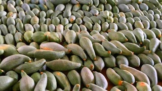 星空综合股份(中国)