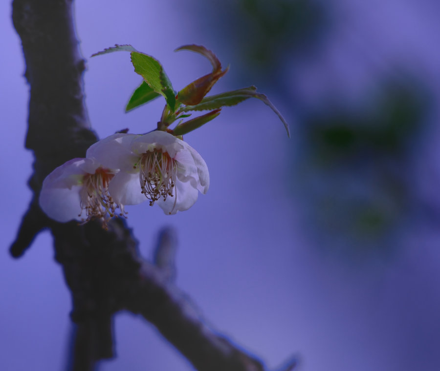 星空综合股份(中国)|【战时政治建警】在株洲经开,警民同心抗“疫” 共振共防(图1) 星空·综合(体育中国)