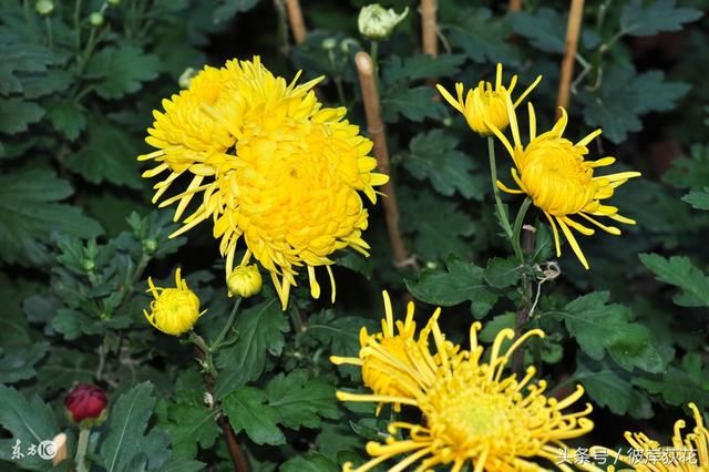 星空综合股份(中国)